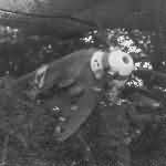Messerschmitt Bf109 nose