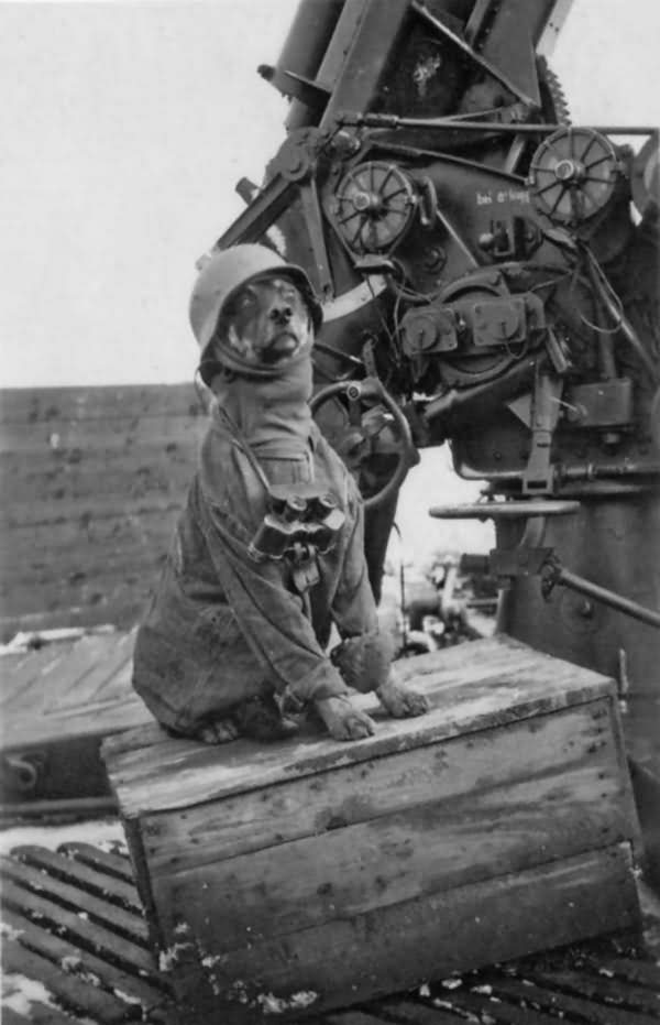 Flak 88 and dog