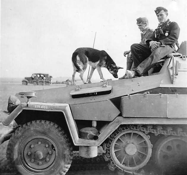 SdKfz 251 half track photo
