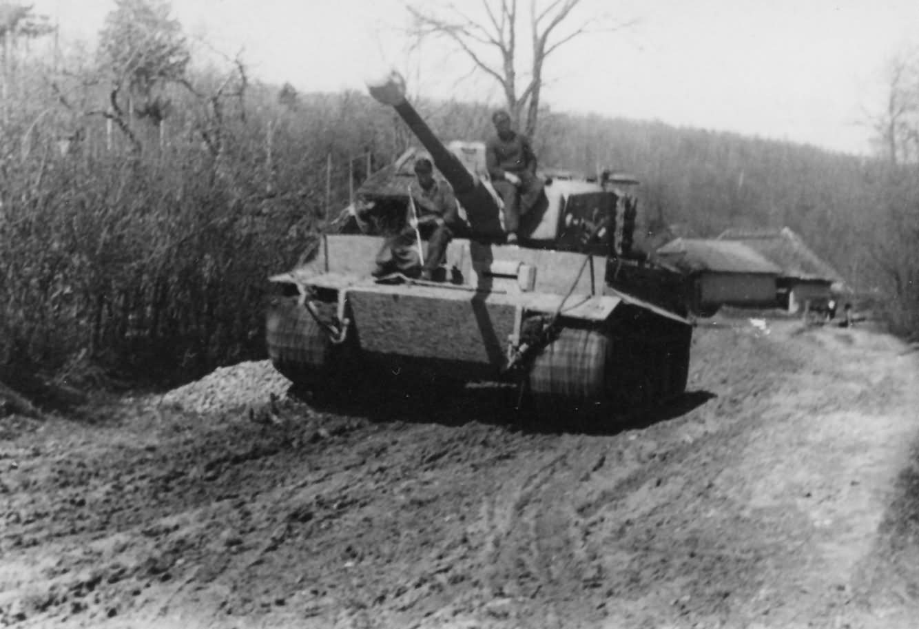 Tiger rolling trough the mud