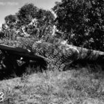 Ki-84 Hayate found by U.S. Forces on Luzon February 45 3