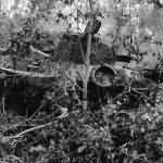 Chi Ha Abandoned on Saipan