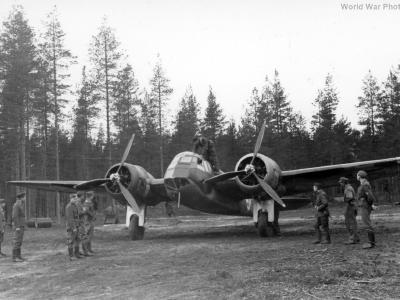 Finnish Blenheim