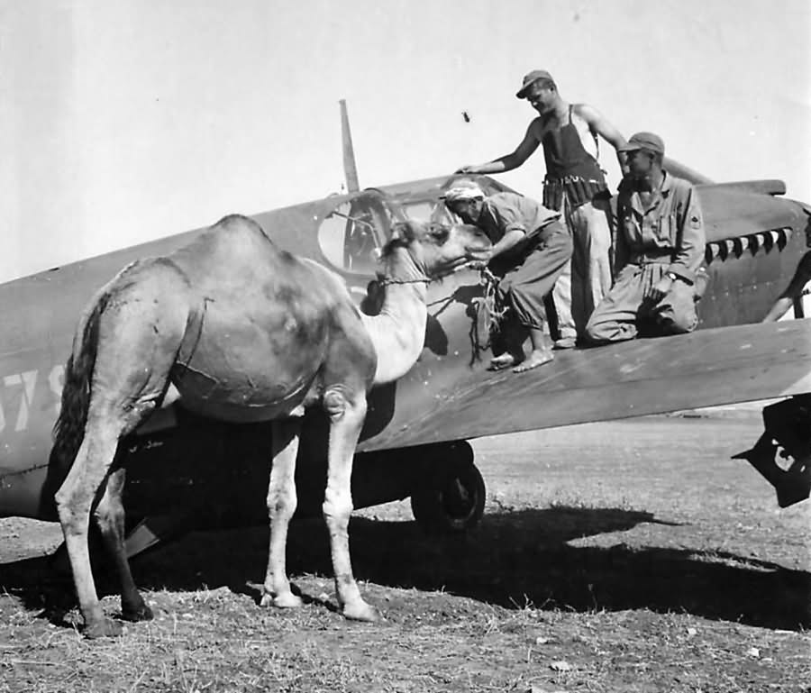 Civilian climbs off camel to peer into A-36 Apache – North Africa 1943