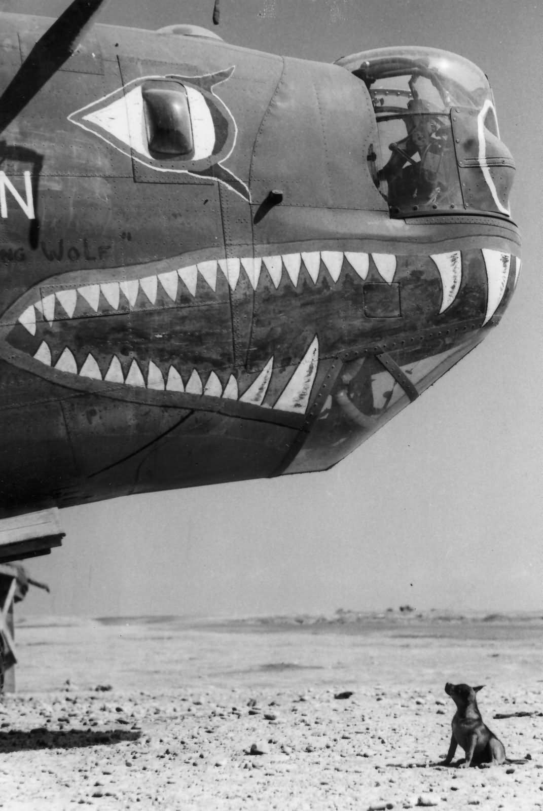 B-24 Liberator with Shark Mouth in Italy 15th Air Force 1944