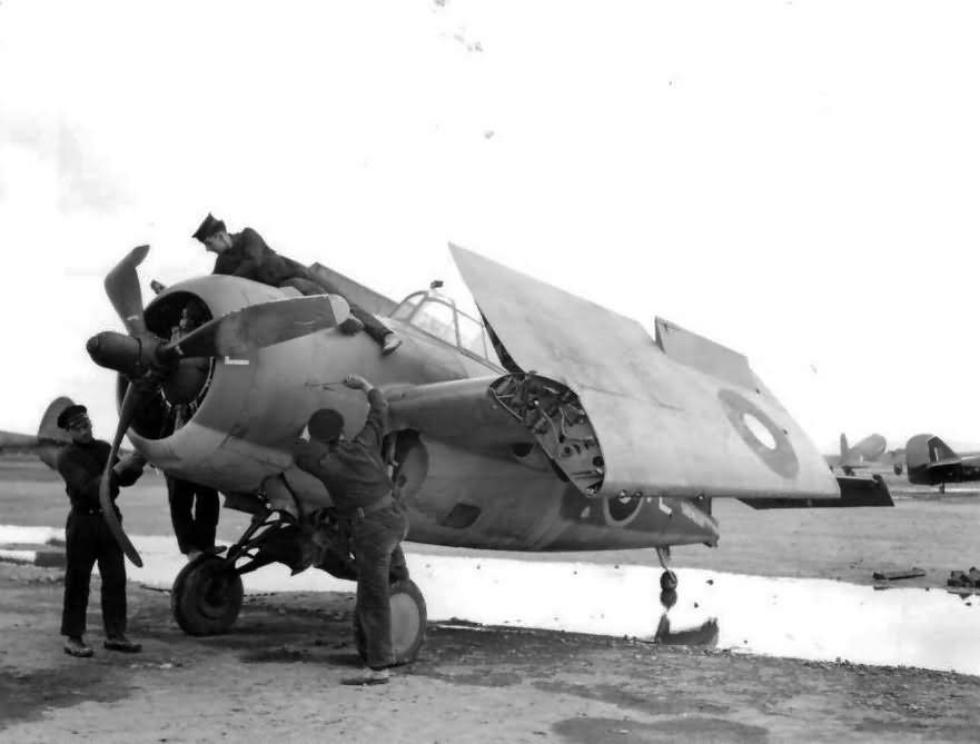 Martlet Mk III FAA North Africa 5 January 1943