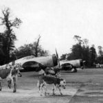 P-47D Thunderbolt 42-25904 of the 81st FS, 50th Fighter Group
