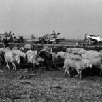 P-47 Thunderbolts X51, X68 and X40 of the 79th FG – April 1945 Italy