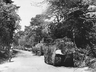 Camouflaged row of M7s