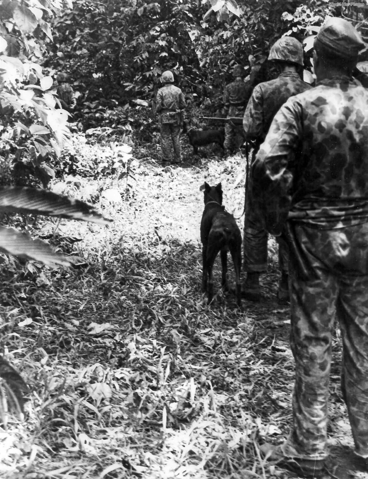 2nd Raider Battalion and war dogs during a patrol