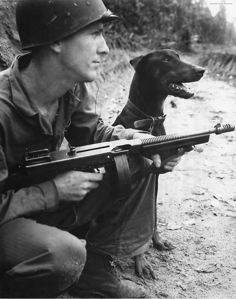 Marine War Dog „Andy” commended for service on Bougainville 1944