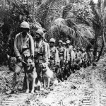 Marine raiders and war dogs vs snipers Bougainville
