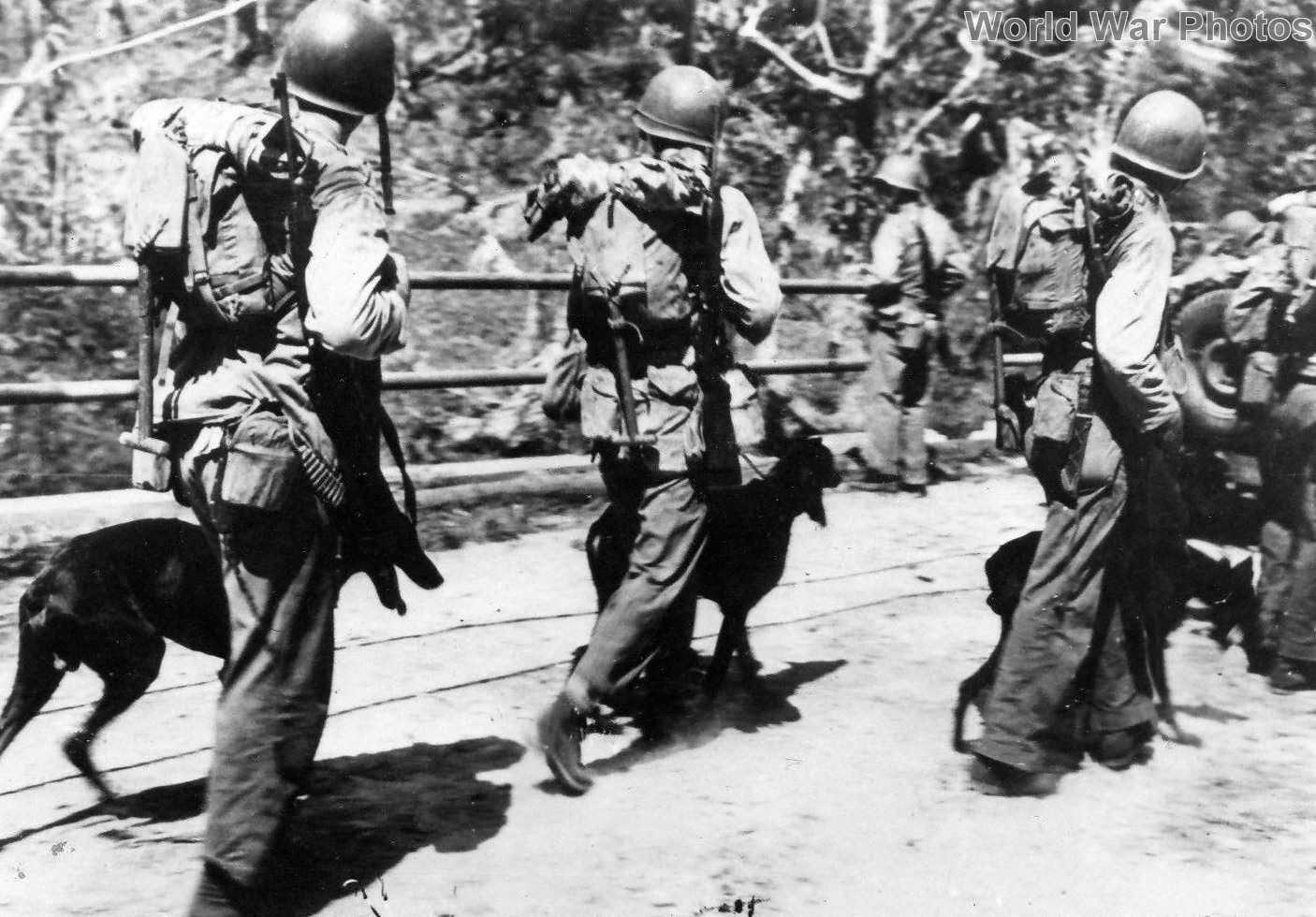 Marines and their combat dogs