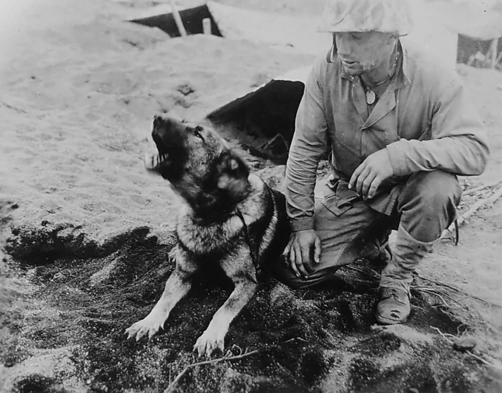 Dog and soldier Iwo Jima