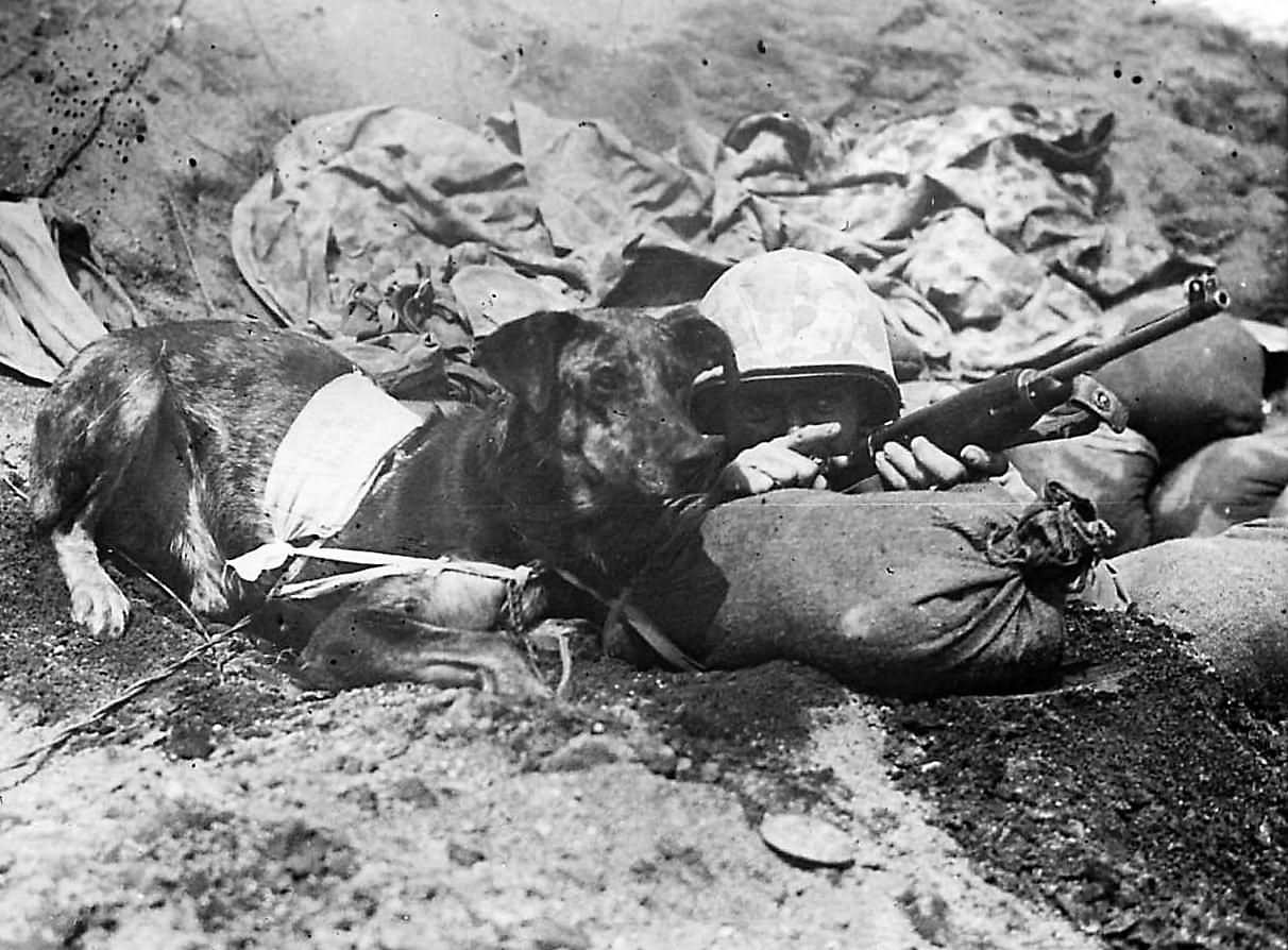 Marine gives direction to messenger dog Prince on Iwo Jima