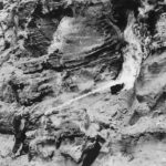 147th Infantry flamethrower clearing Japanese cave on Iwo Jima