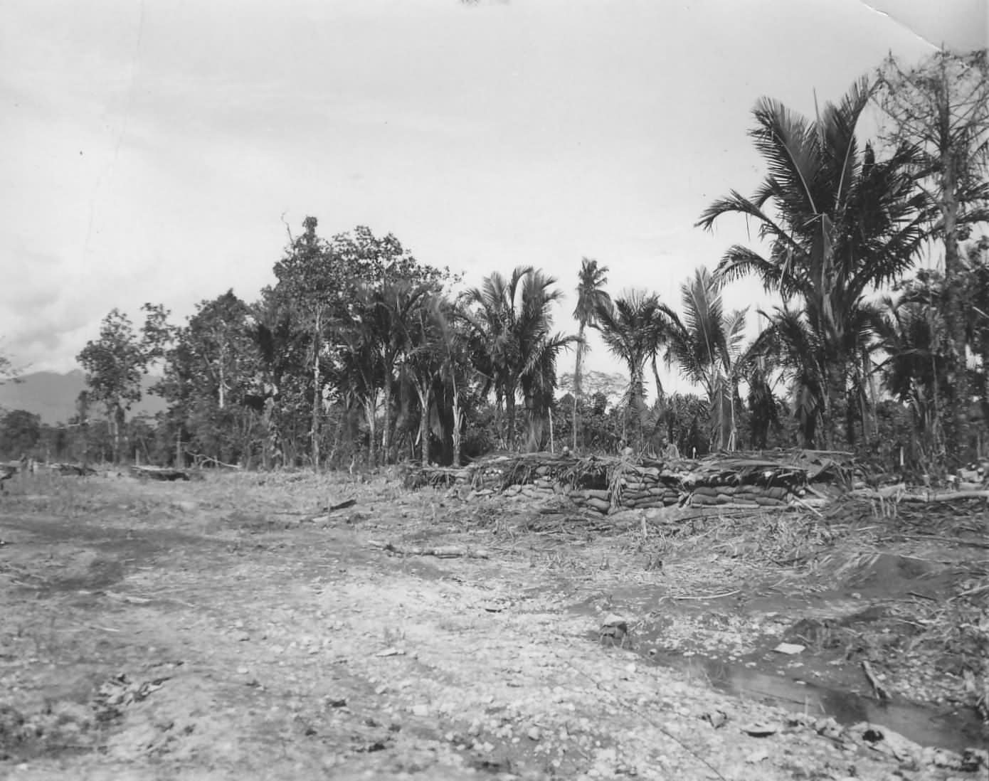 31st Division Fortifications In Aitape Jungle New Guinea 1944