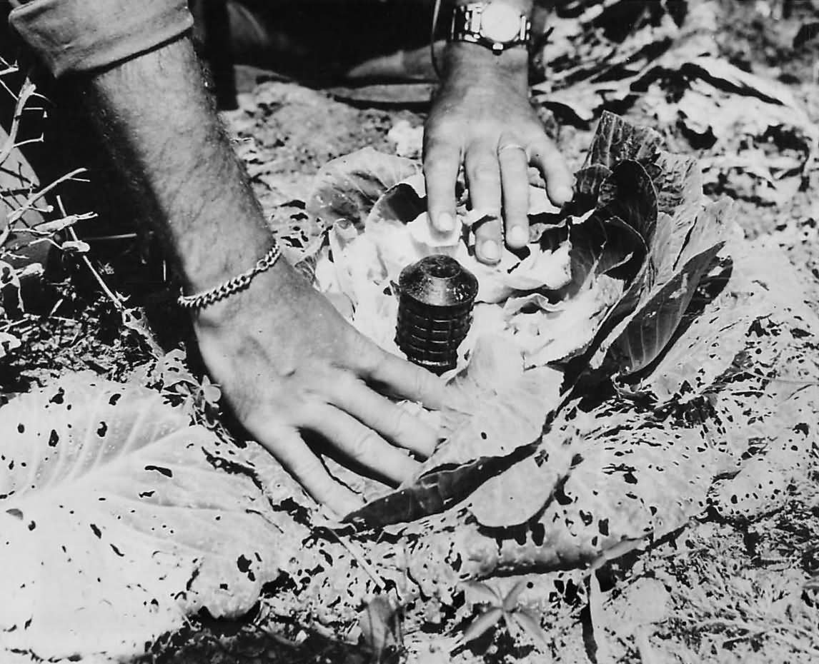 Cabbage Booby Trapped with Type 97 grenade by Japanese on Okinawa