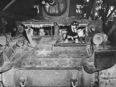 Marine Dog Mascot „Radio” in M3 PTO 1943